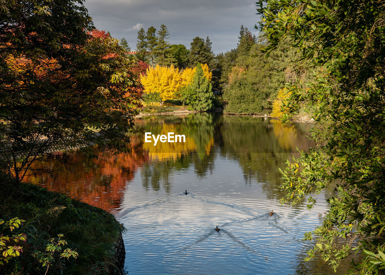 SCENIC VIEW OF LAKE WITH TREES