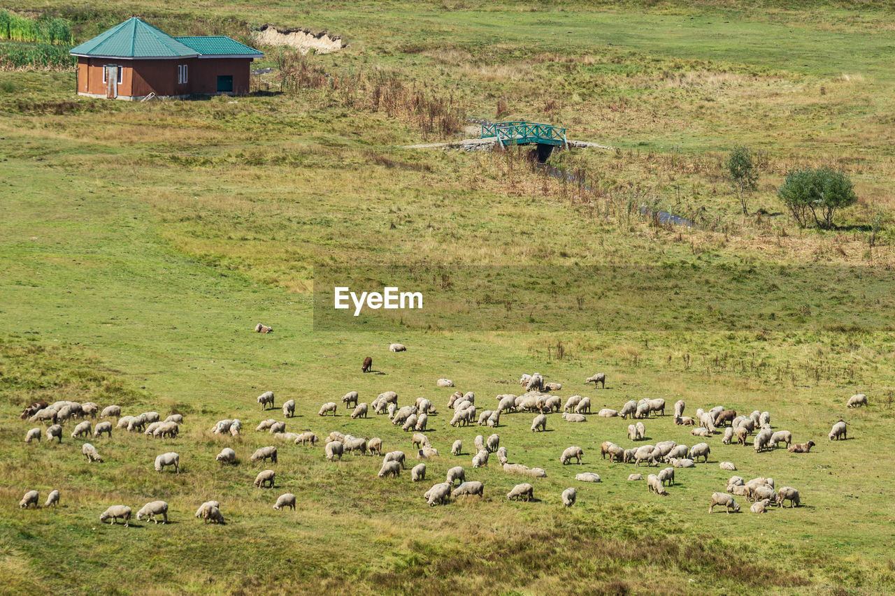 FLOCK OF SHEEP ON FARM