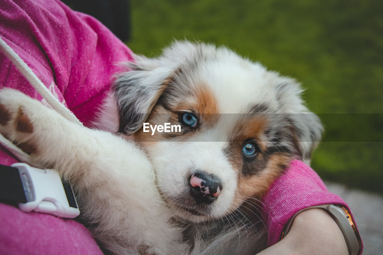Girl holds smiling australian shepherd puppy. love and relationship between female dog and female
