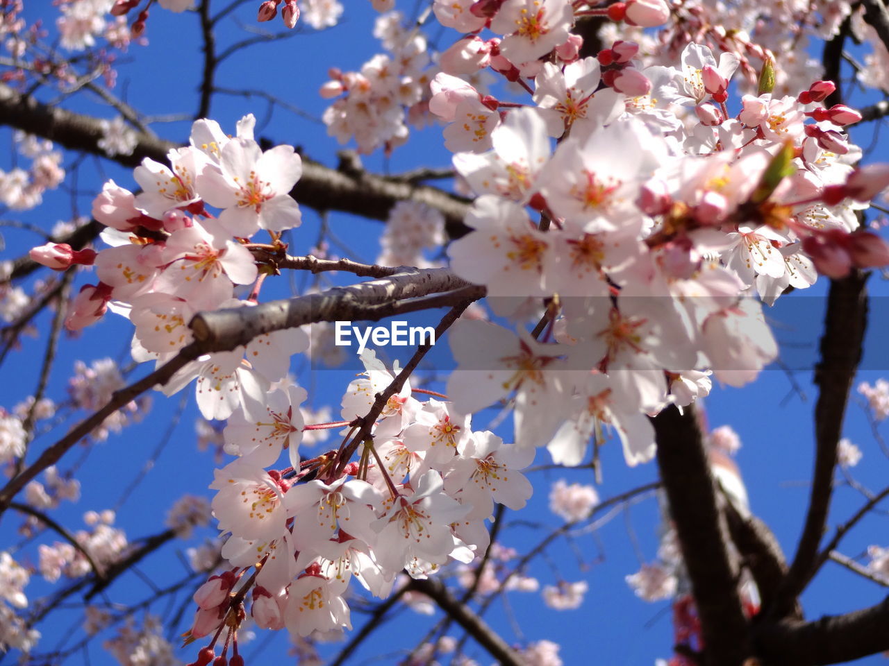 Low angle view of cherry blossoms against sky