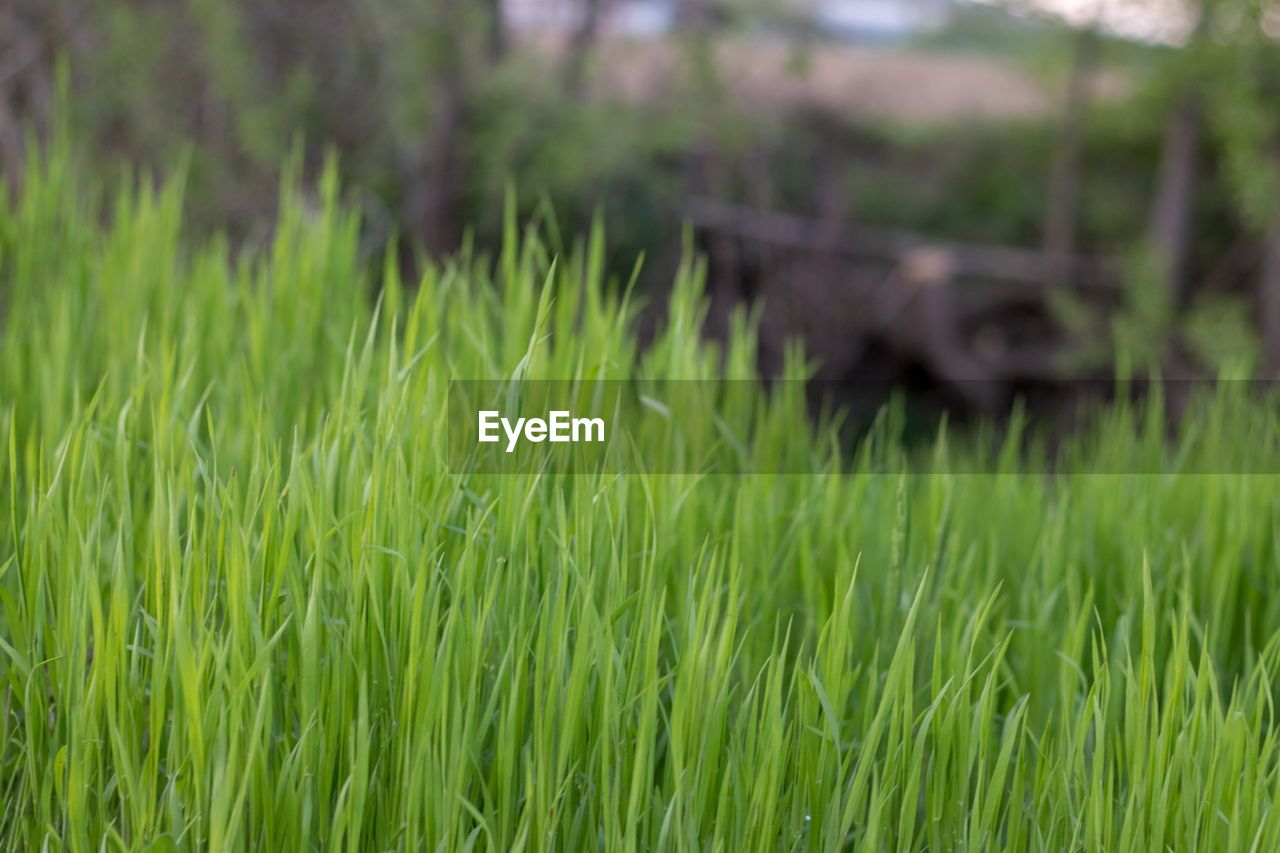 CLOSE-UP OF FRESH GREEN GRASS IN FIELD