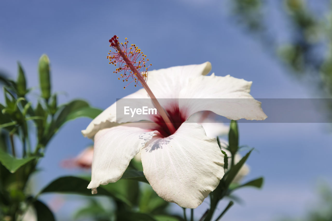 CLOSE-UP OF WHITE HIBISCUS