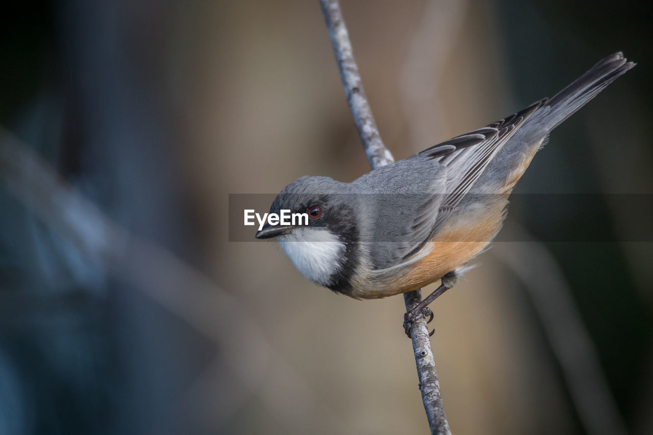 CLOSE-UP OF BIRD PERCHING ON A WIRE