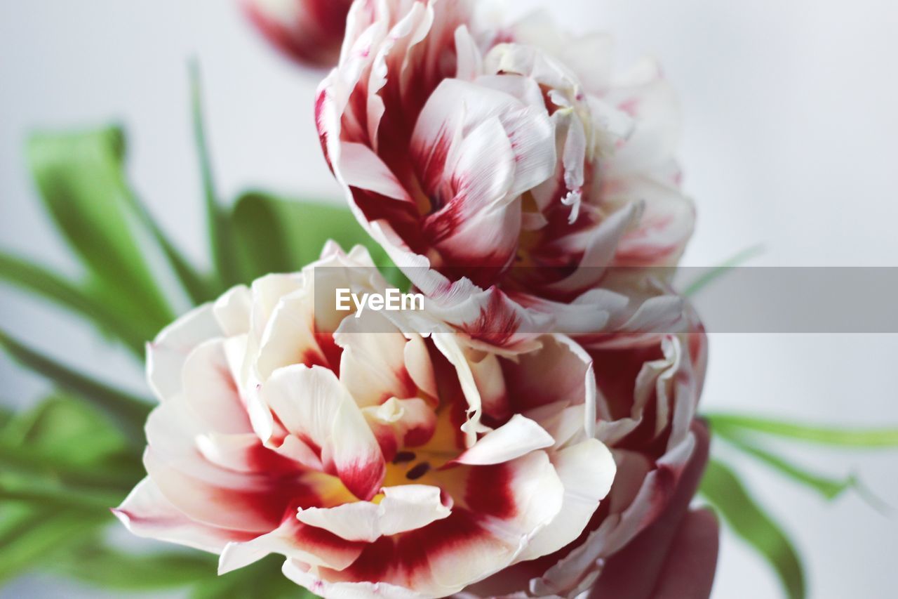 CLOSE-UP OF PINK FLOWER