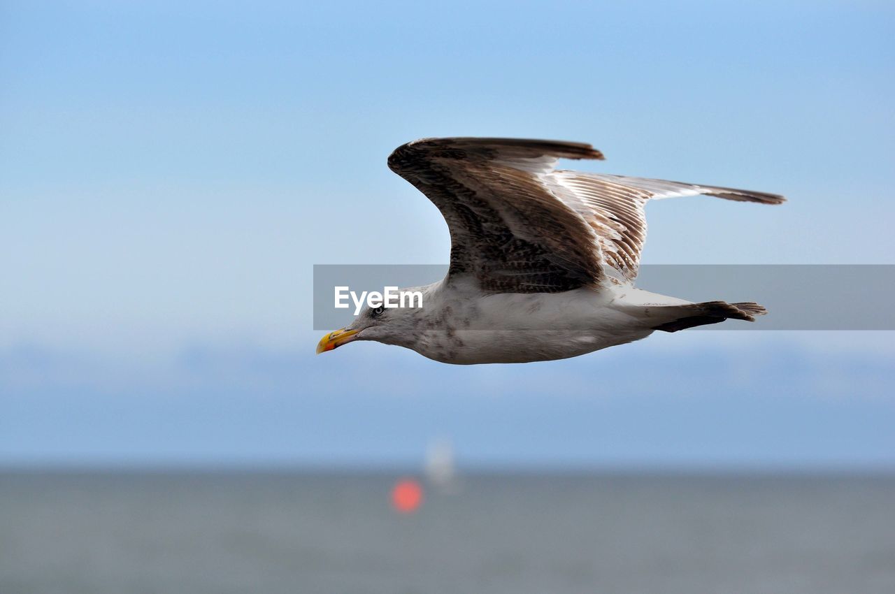 Side view of a bird flying against the sky