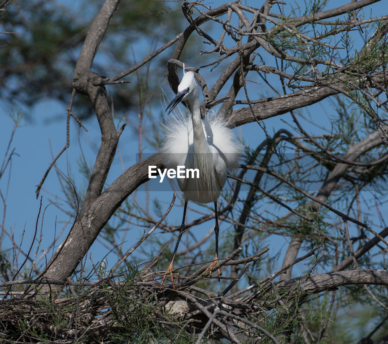LOW ANGLE VIEW OF WHITE BIRD PERCHING ON TREE