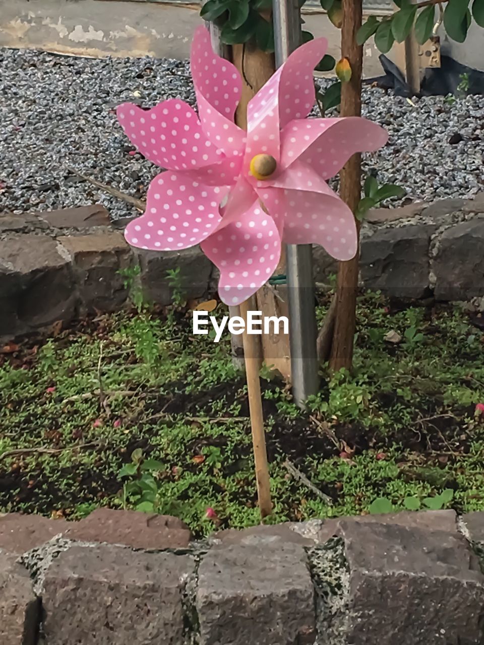 CLOSE-UP OF FLOWERS BLOOMING IN PARK