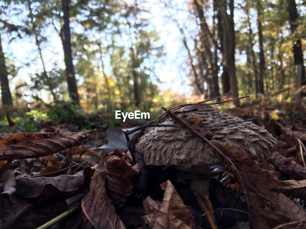 CLOSE-UP OF MUSHROOM GROWING IN FOREST