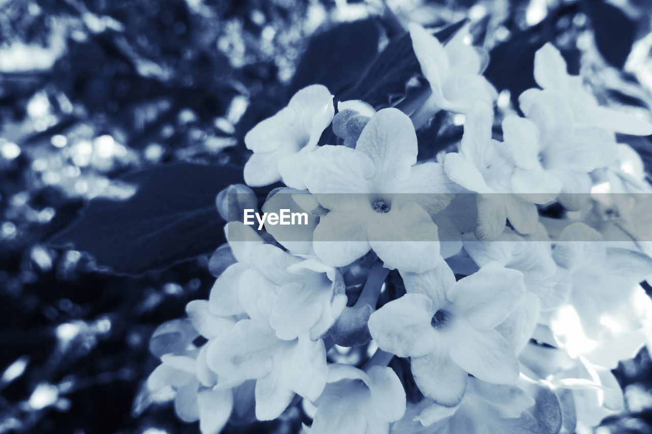 CLOSE-UP OF WHITE HYDRANGEA