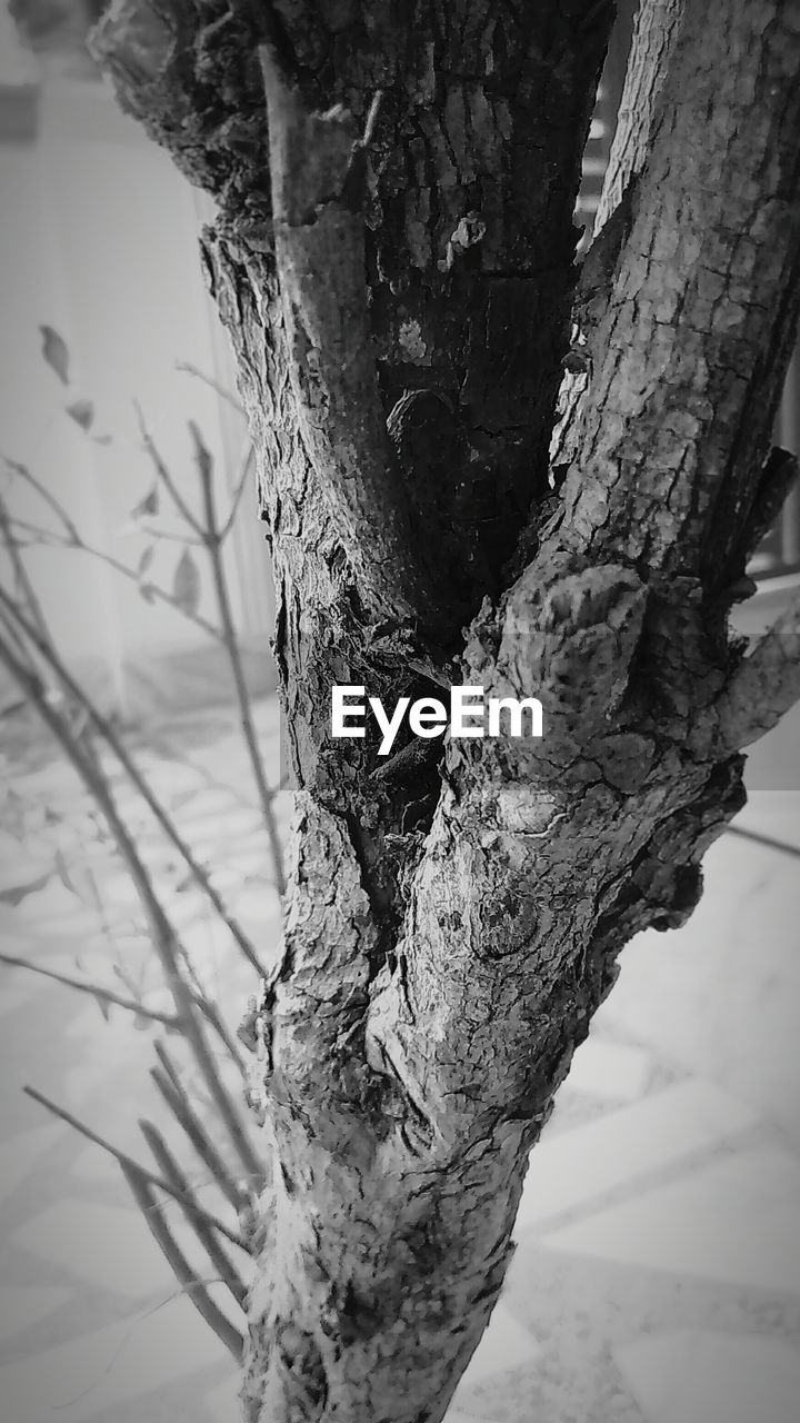 CLOSE-UP OF TREE TRUNK