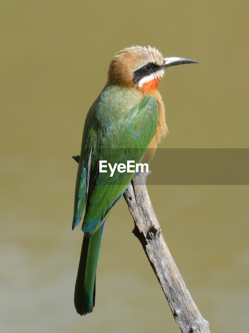 Close-up of bird perching on branch