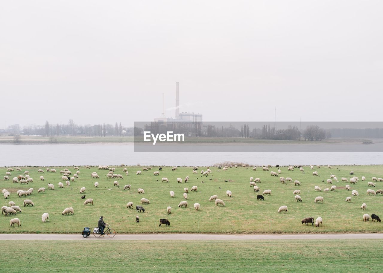 Flock of sheep grazing on field by river against sky