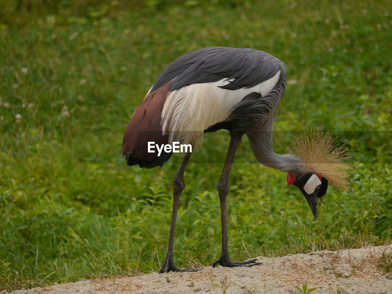 View of bird on field