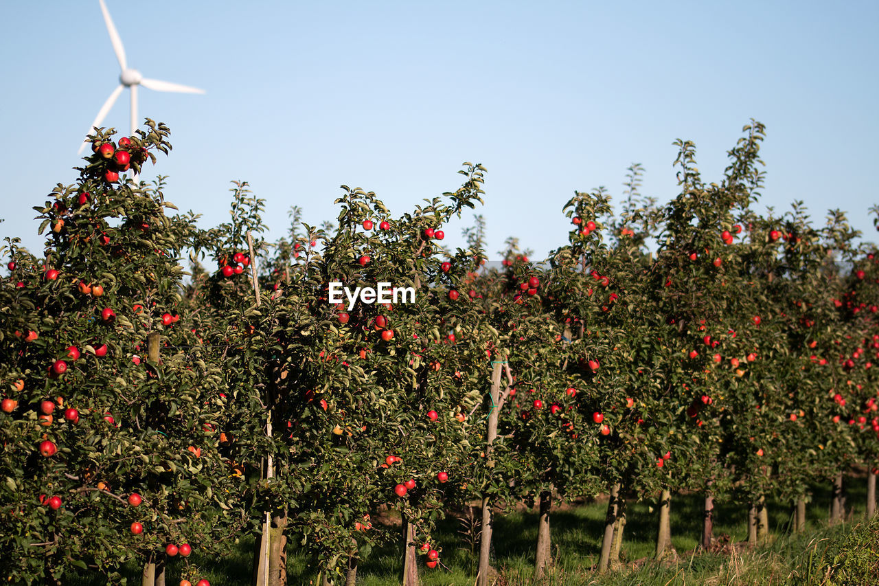 LOW ANGLE VIEW OF RED FLOWERS GROWING ON TREE