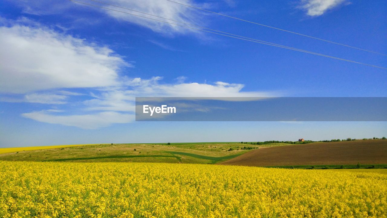 SCENIC VIEW OF YELLOW FLOWER FIELD AGAINST SKY