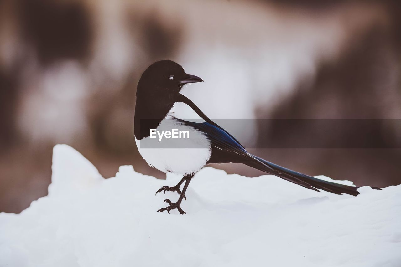 Close-up of bird perching on snow