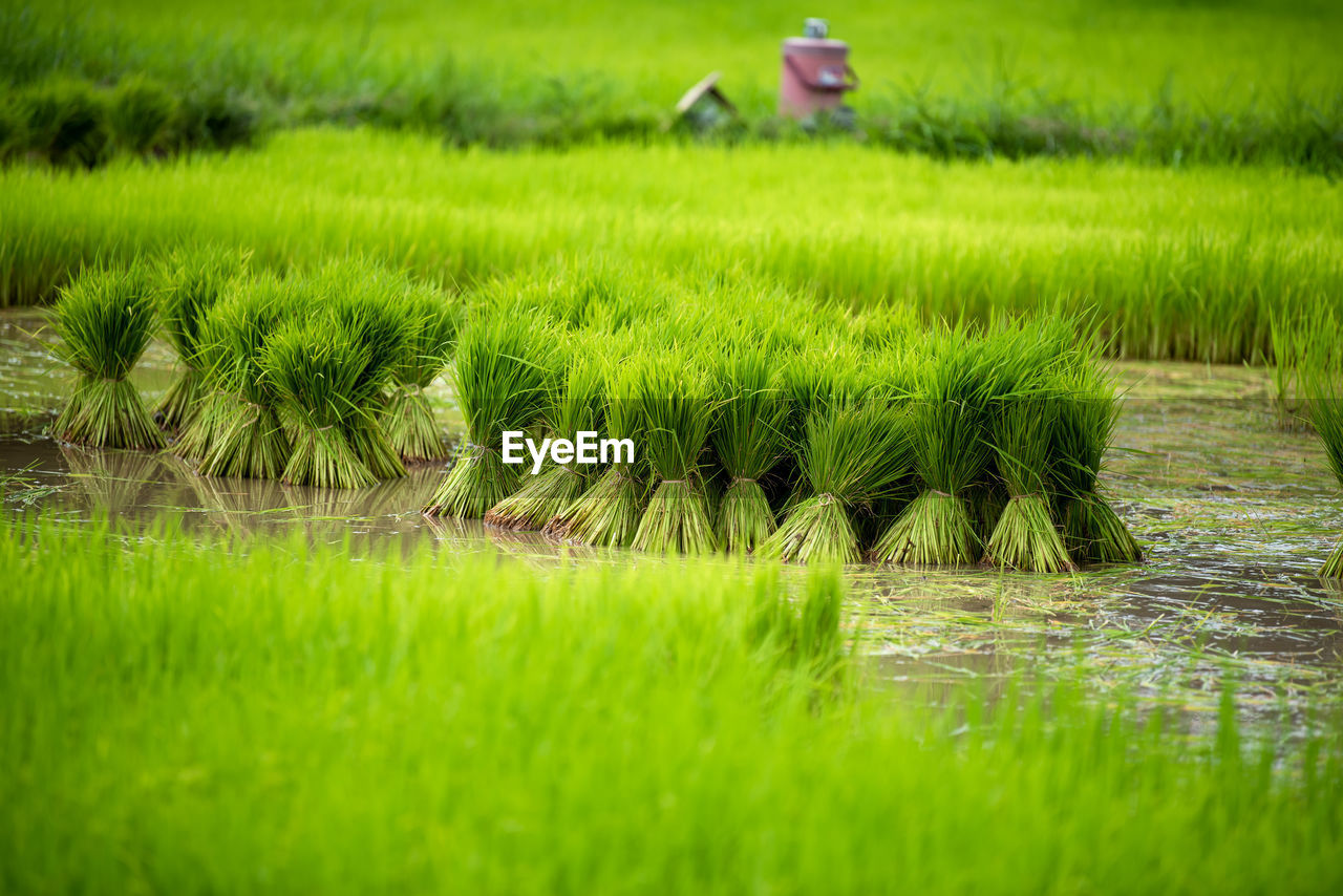 SCENIC VIEW OF RICE PADDY