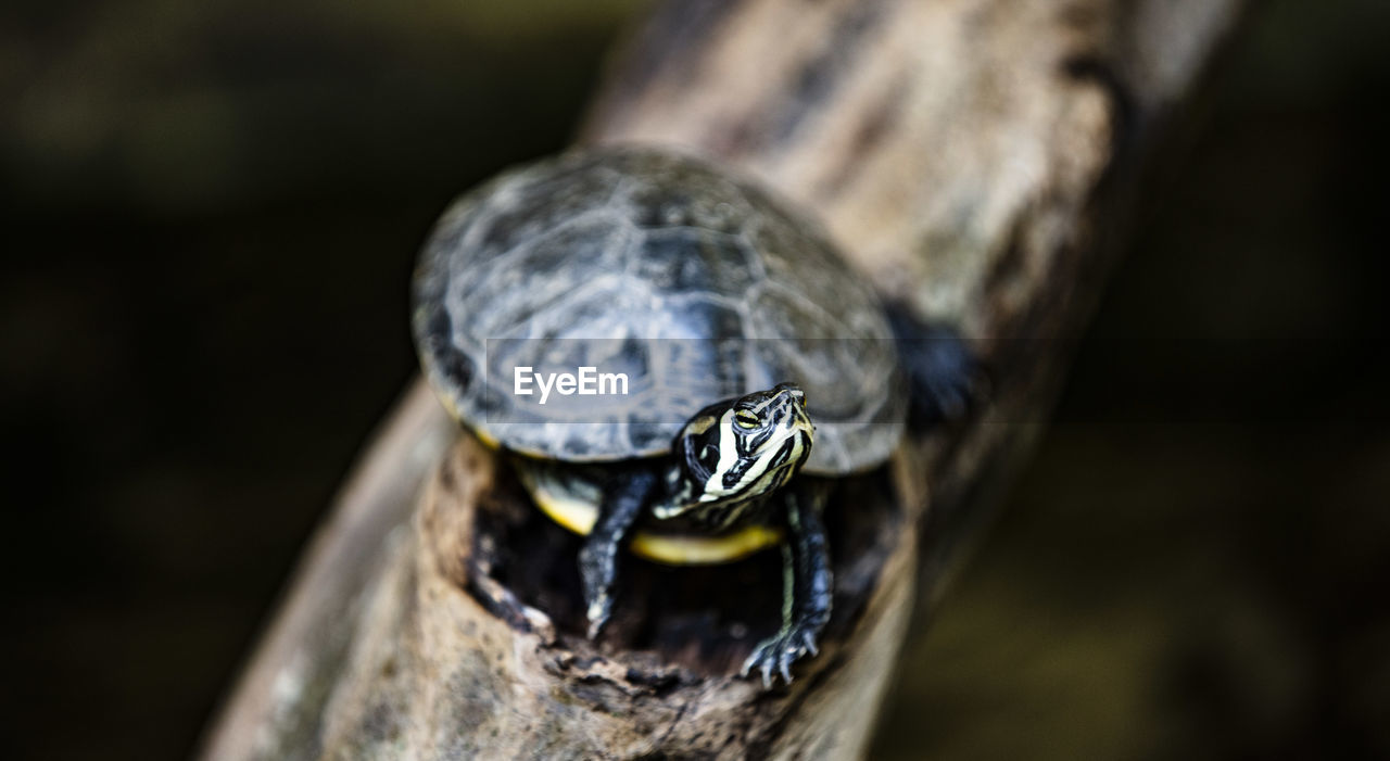 Close-up of insect on wood