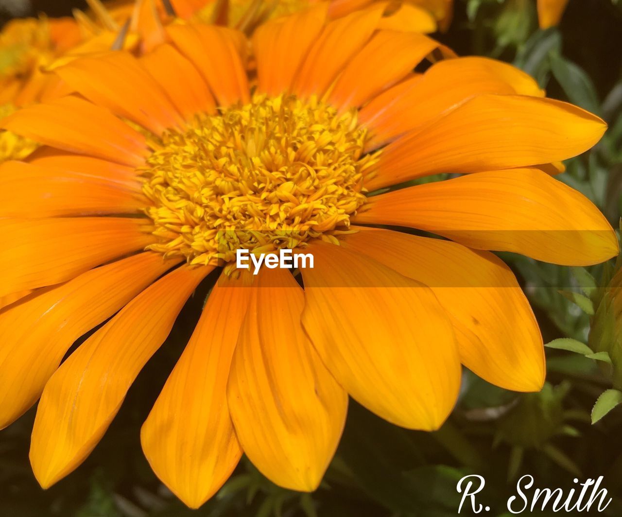 CLOSE-UP OF YELLOW FLOWERS