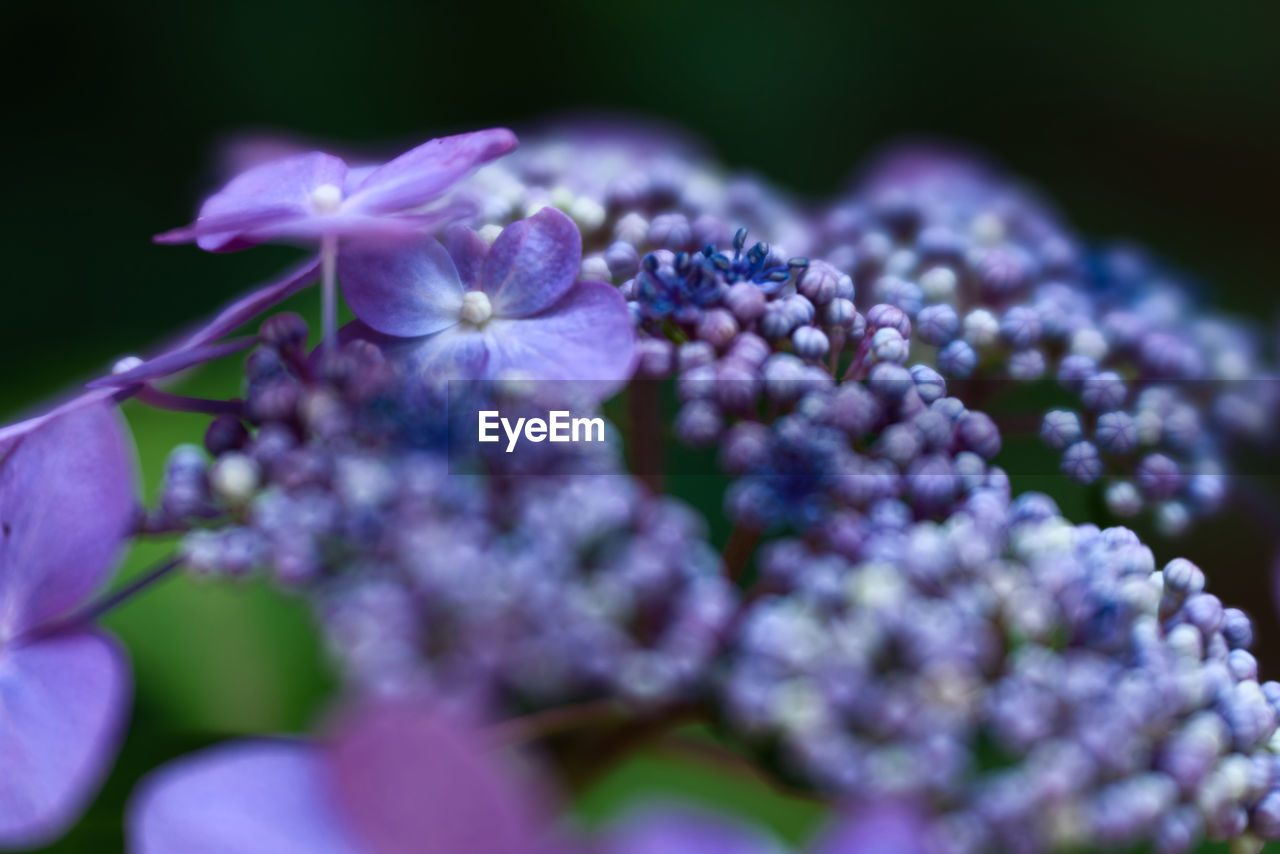 Purple and dark blue hydrangea plant with flowers in bloom