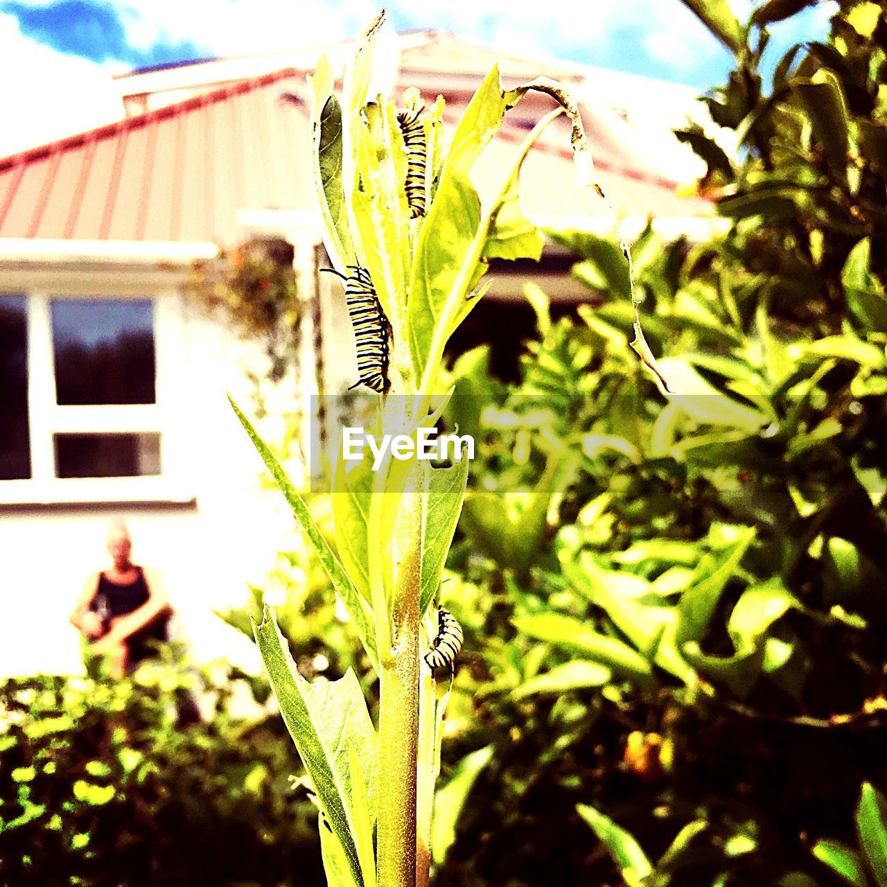 CLOSE-UP OF PLANT