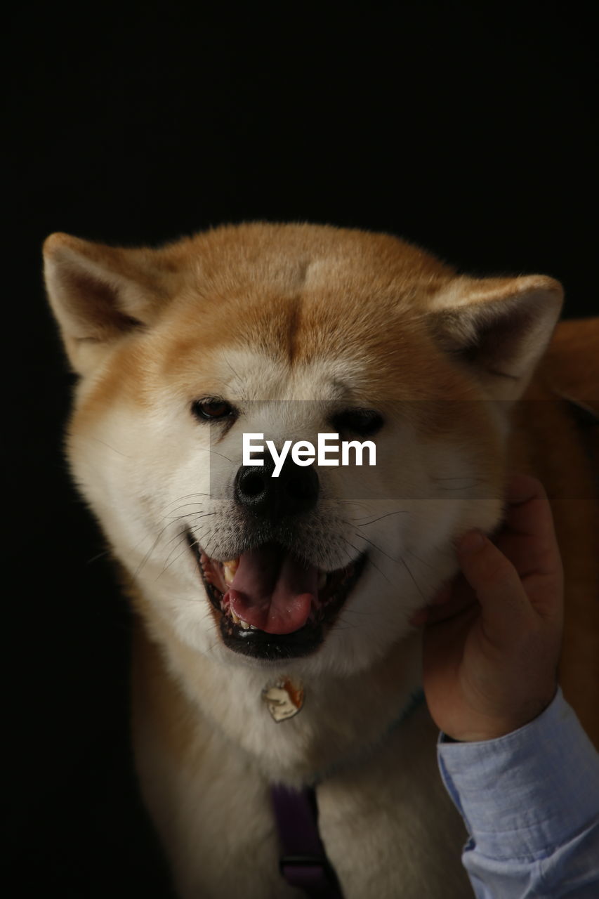 Close-up of dog against black background