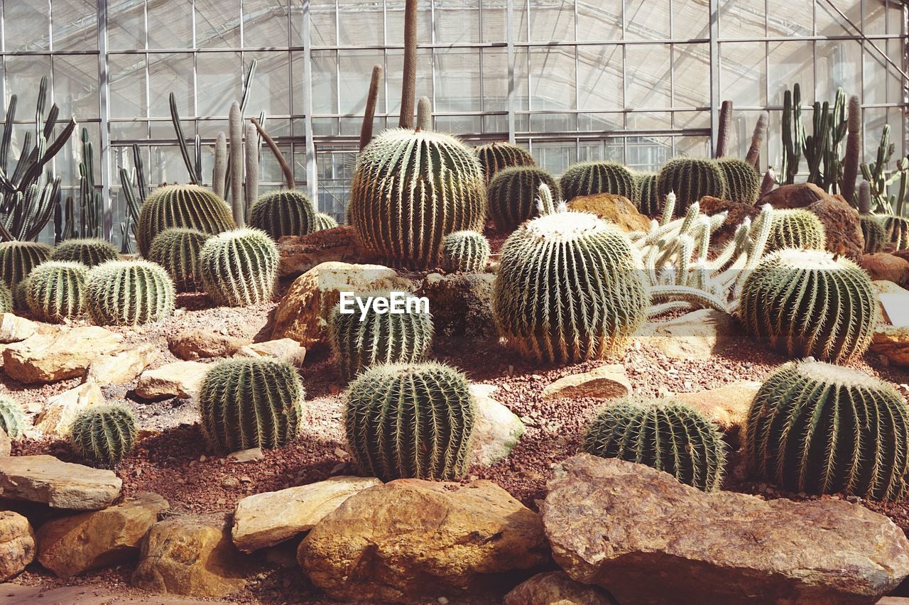Various cactus in greenhouse