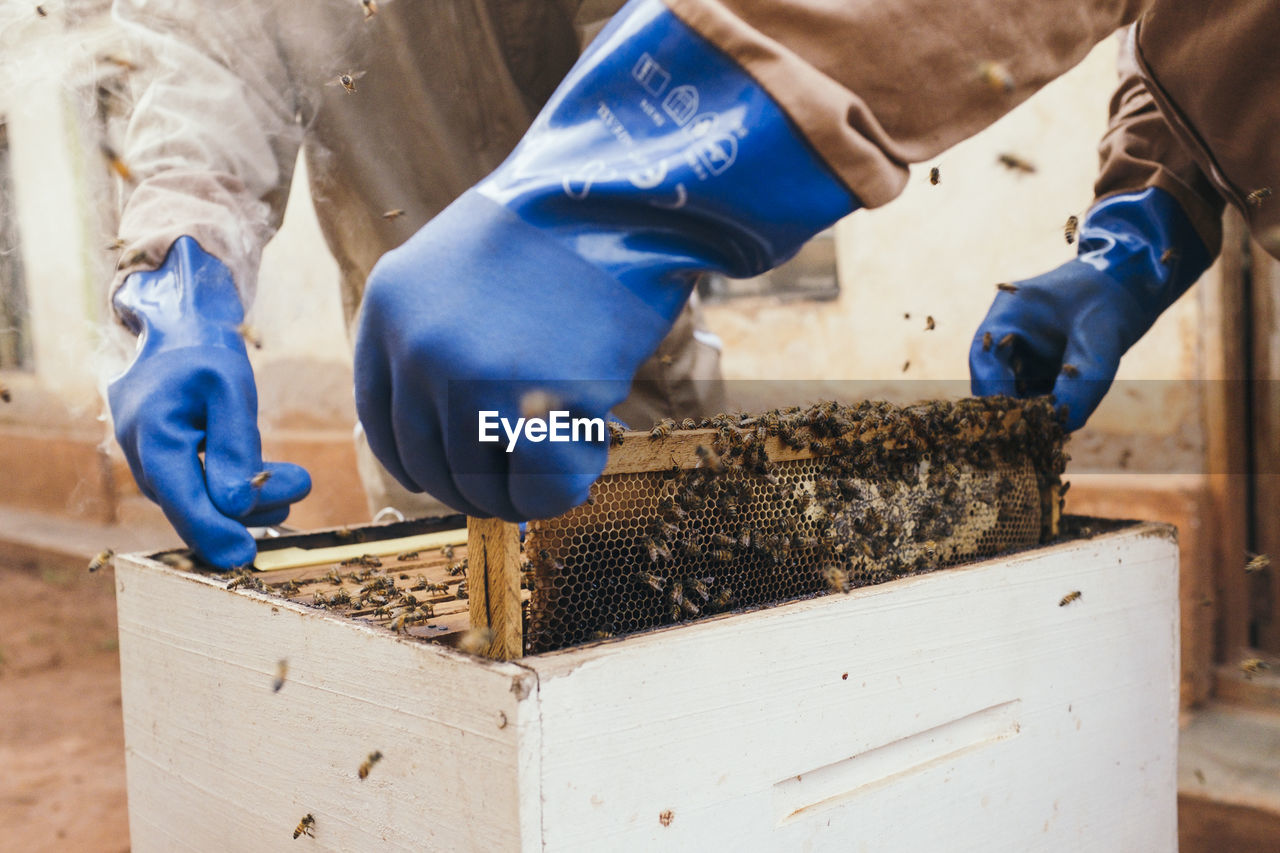 Cropped image of beekeepers holding honeycombs with honey bees