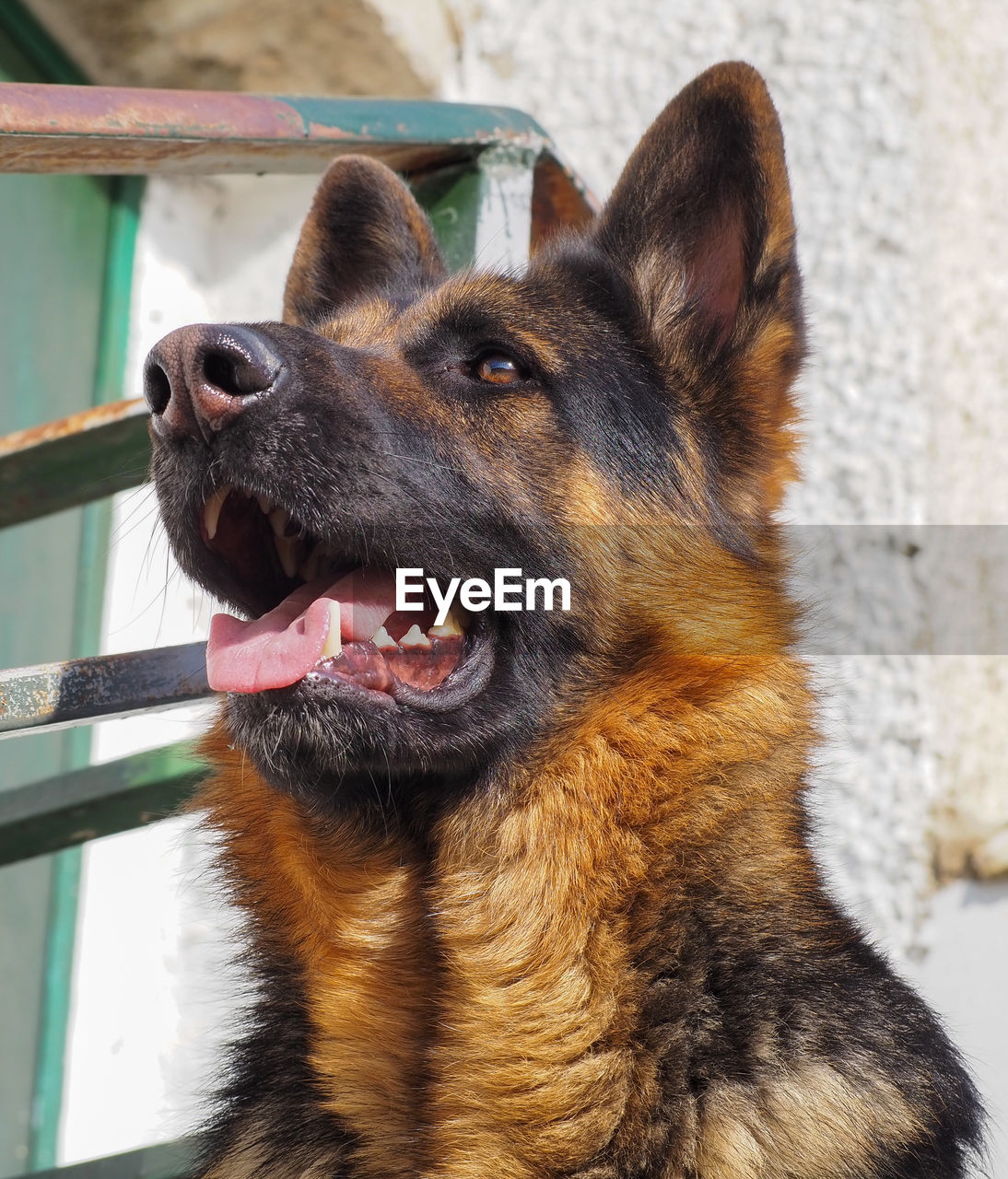 dog, pet, animal themes, animal, one animal, mammal, canine, domestic animals, german shepherd, animal body part, close-up, no people, belgian shepherd malinois, looking, portrait, police dog, day, east-european shepherd, animal head, focus on foreground, carnivore, puppy, facial expression