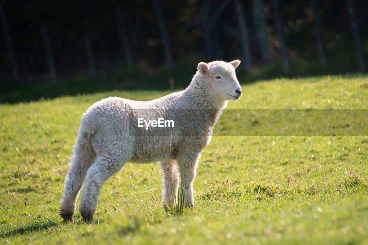 SHEEP STANDING IN FIELD