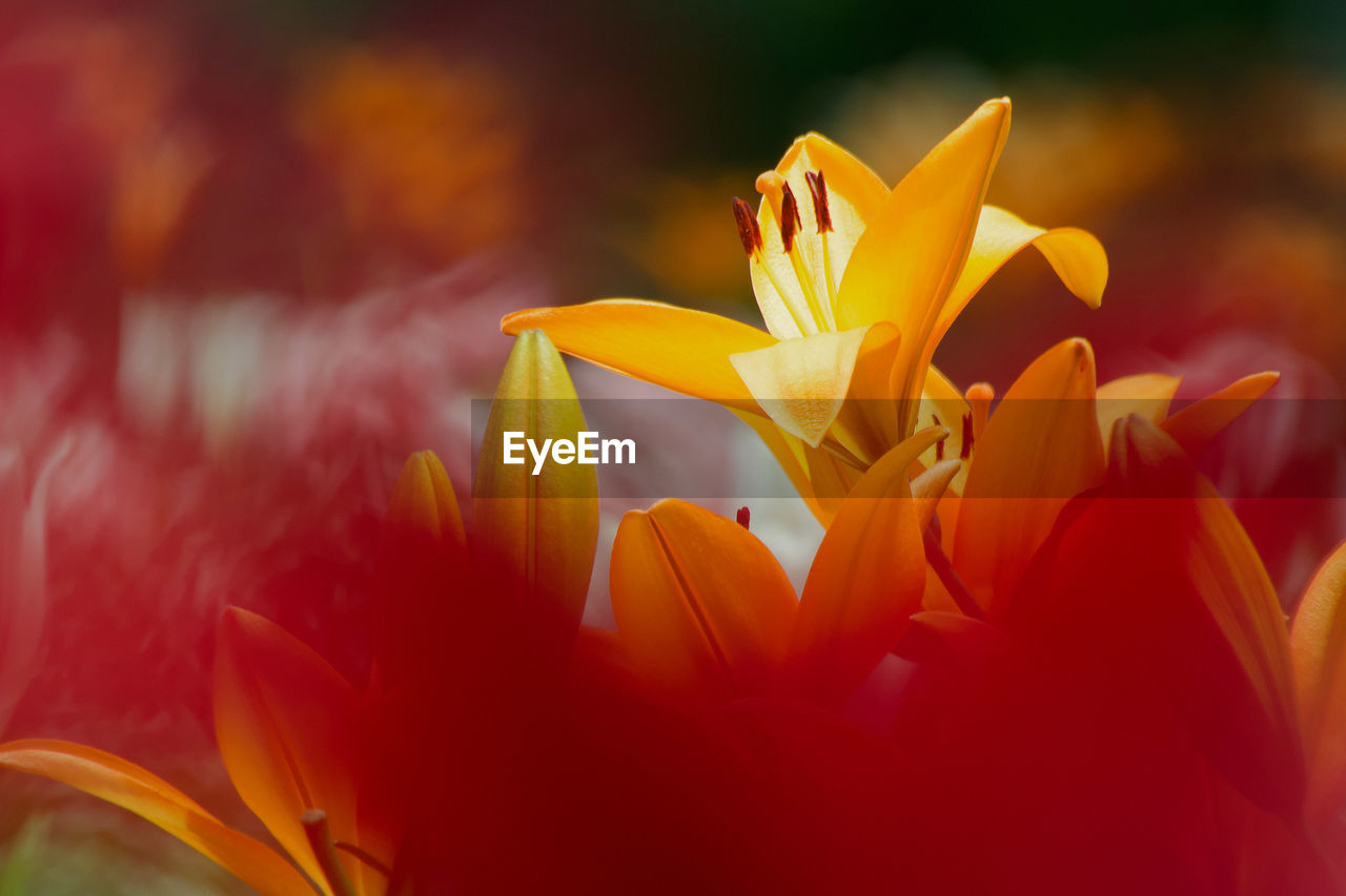 CLOSE-UP OF YELLOW FLOWERING PLANTS