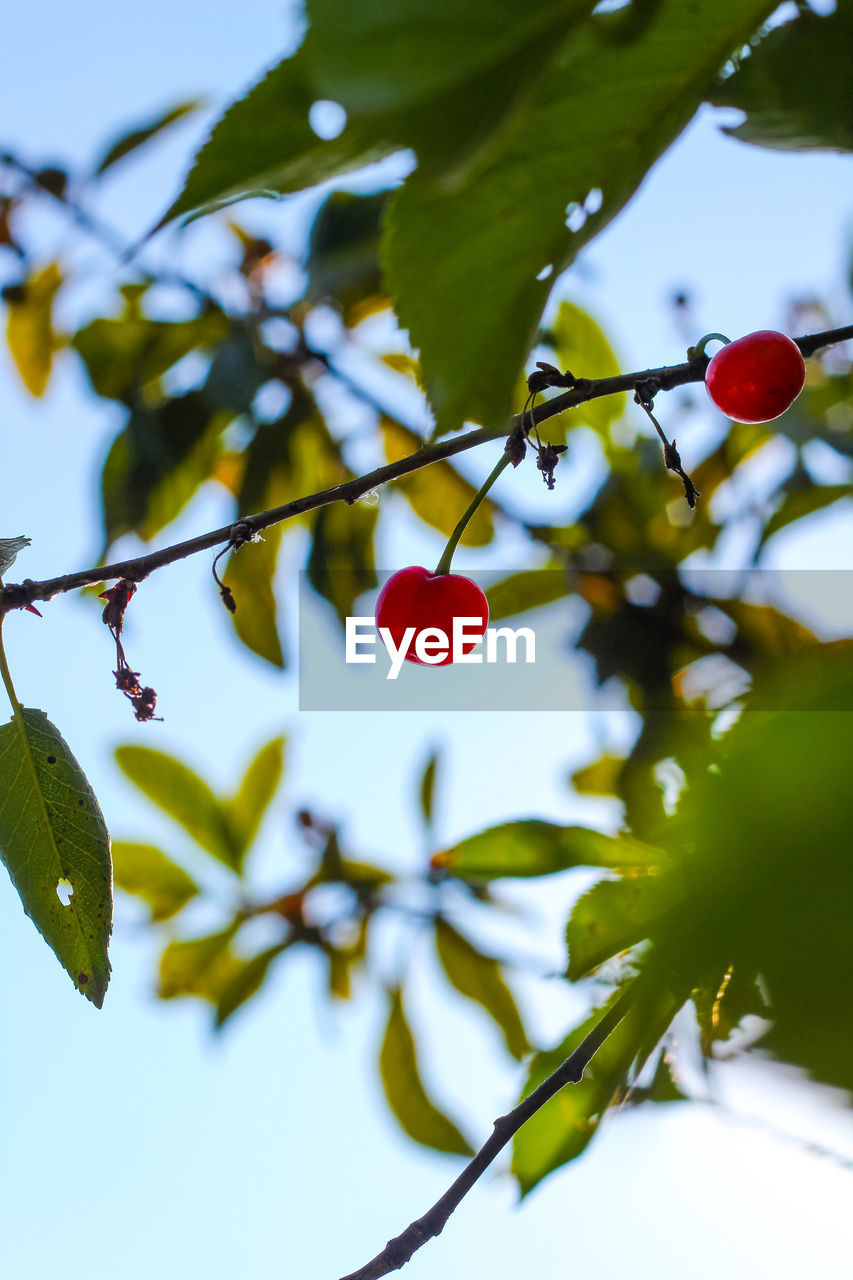 LOW ANGLE VIEW OF BERRIES ON TREE