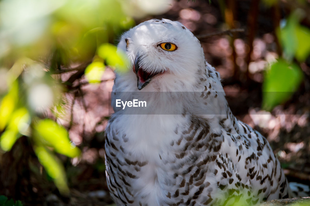 Close-up portrait of mad owl