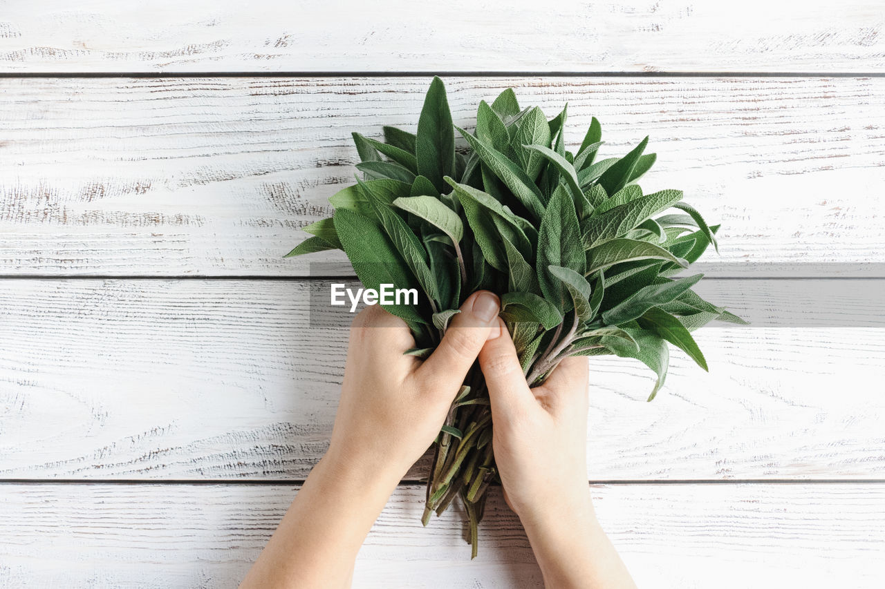 wood, hand, one person, food and drink, food, freshness, wellbeing, plant, indoors, holding, green, leaf, plant part, healthy eating, women, nature, lifestyles, adult, herb, vegetable, directly above, table, floristry, studio shot, high angle view, bunch, flower, produce, close-up