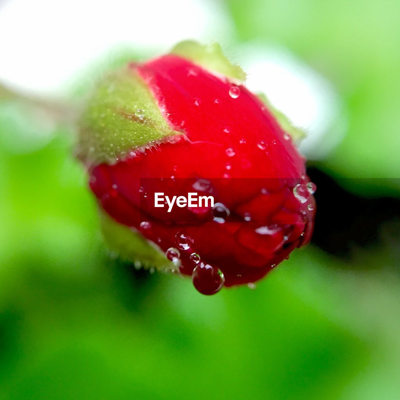 Close-up of fresh geranium bud outdoors