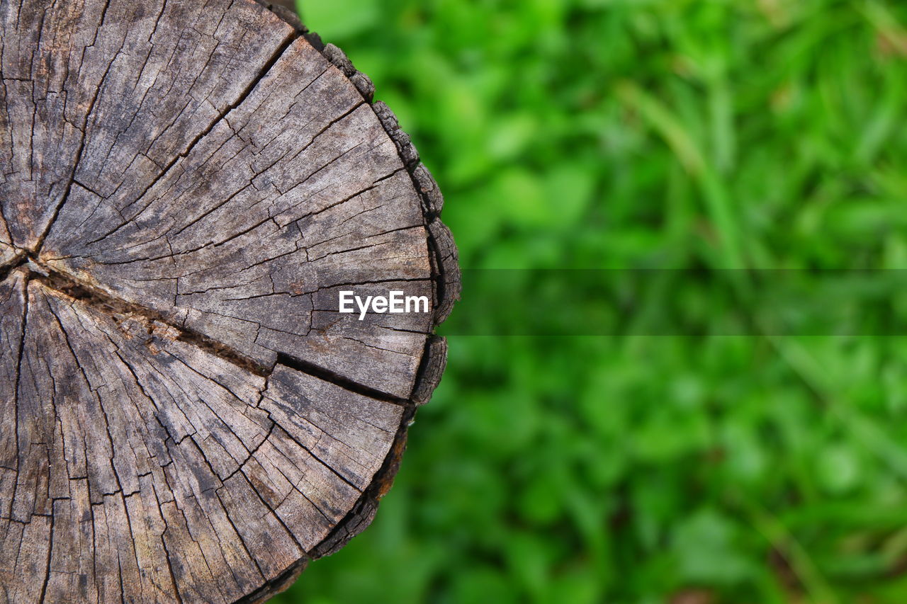 Close-up of tree stump in forest