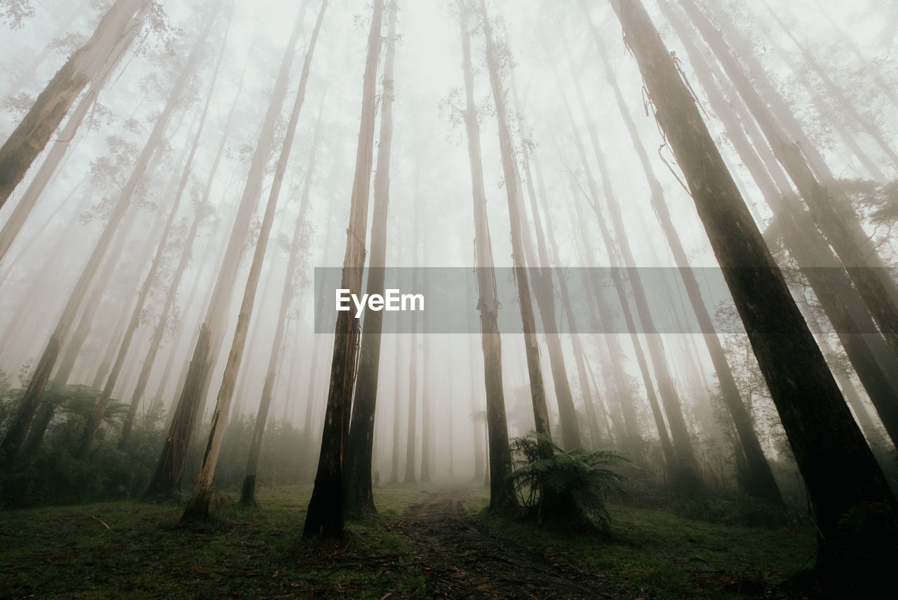 Trees in forest during foggy weather