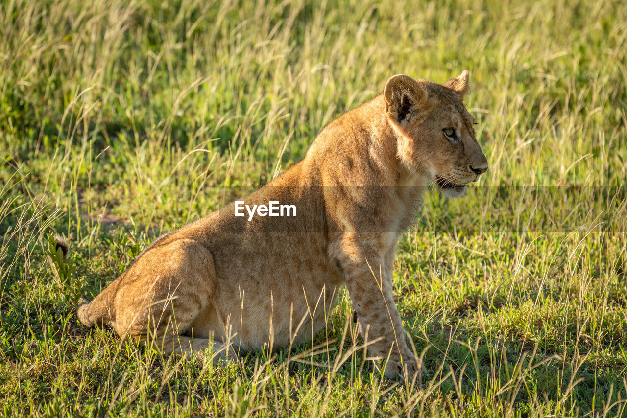 Lion cub sitting on grassy field