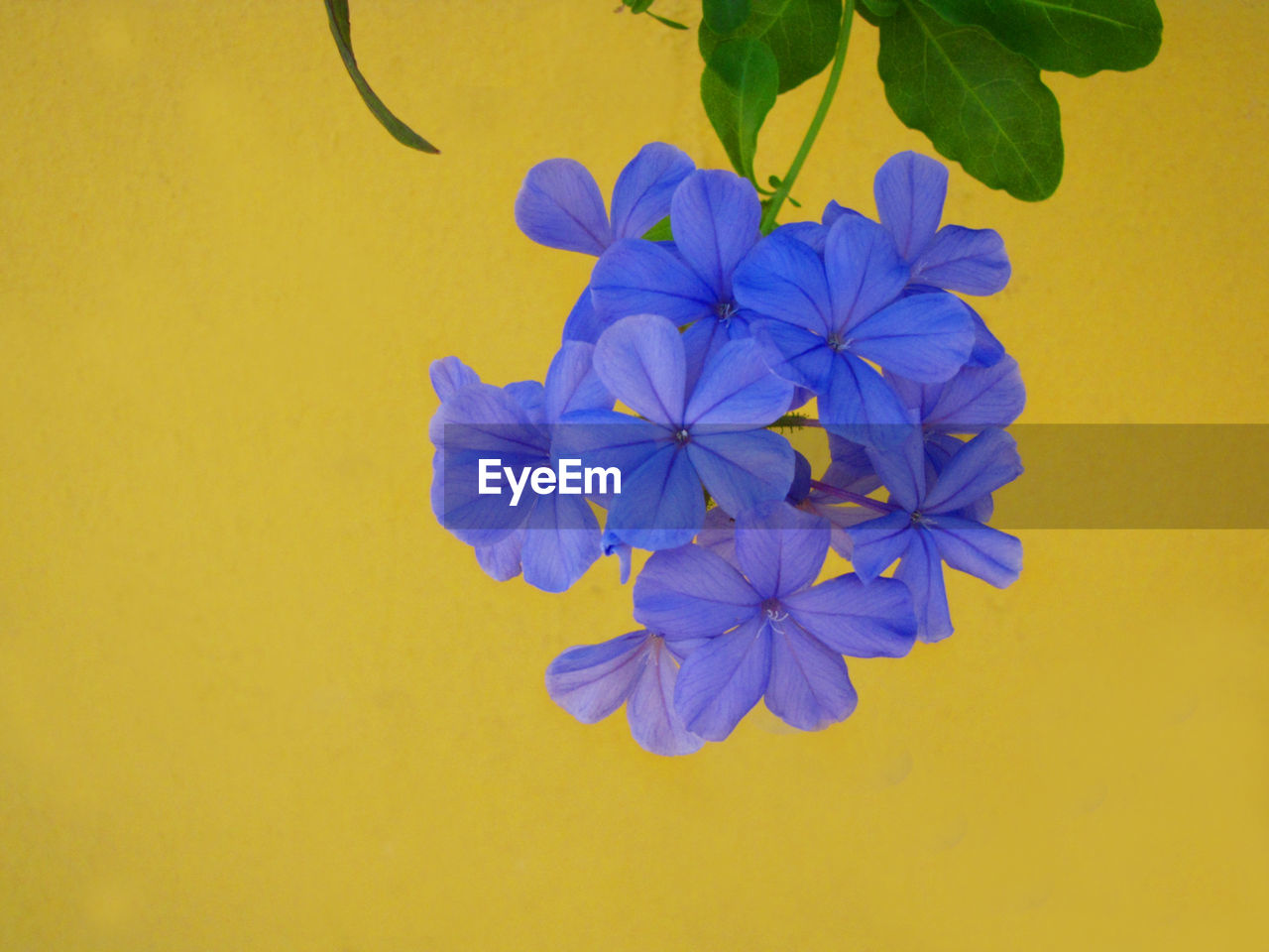 Close-up of blue flowers against yellow wall