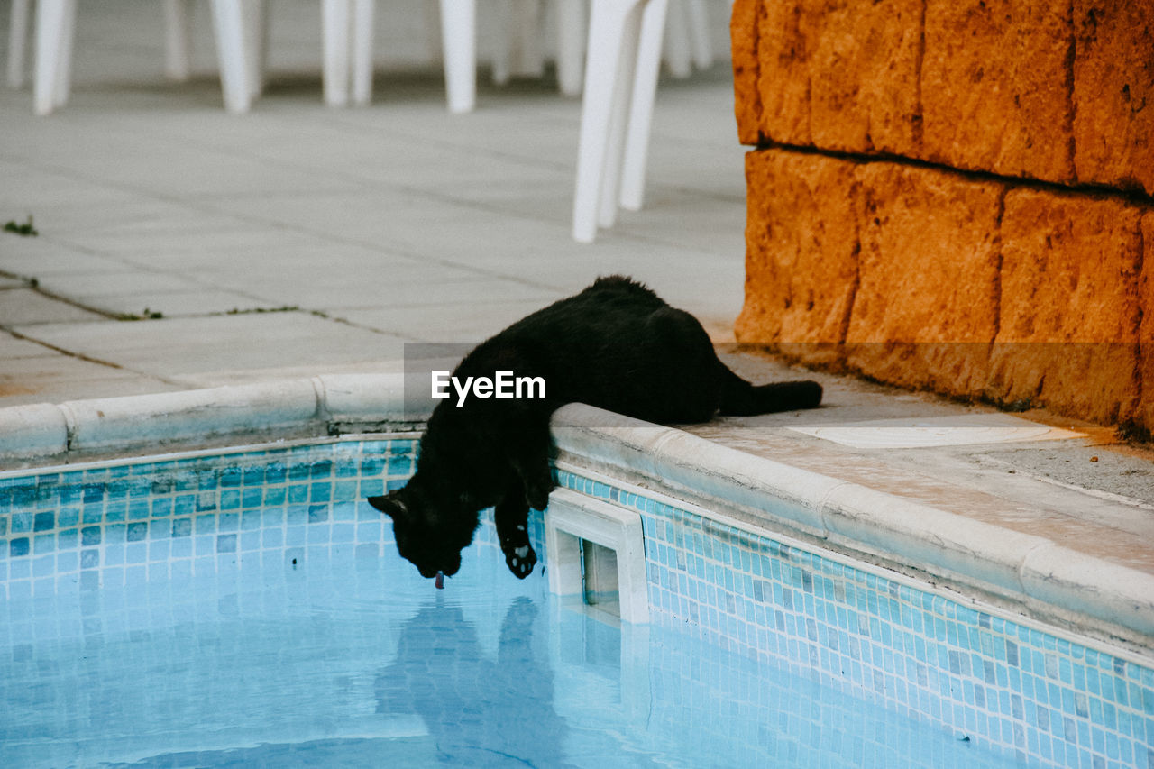 Black cat relaxing in swimming pool