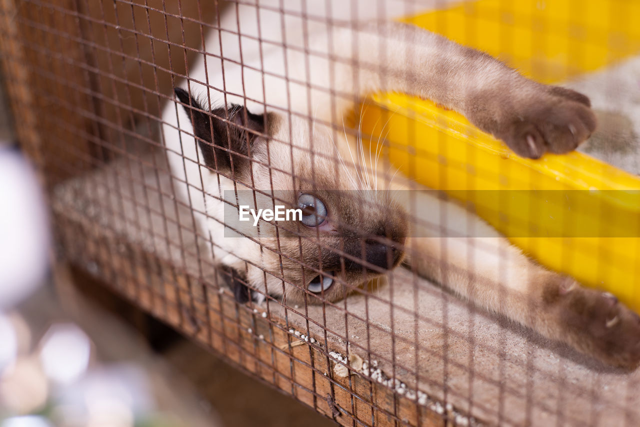 CLOSE-UP OF A CAGE