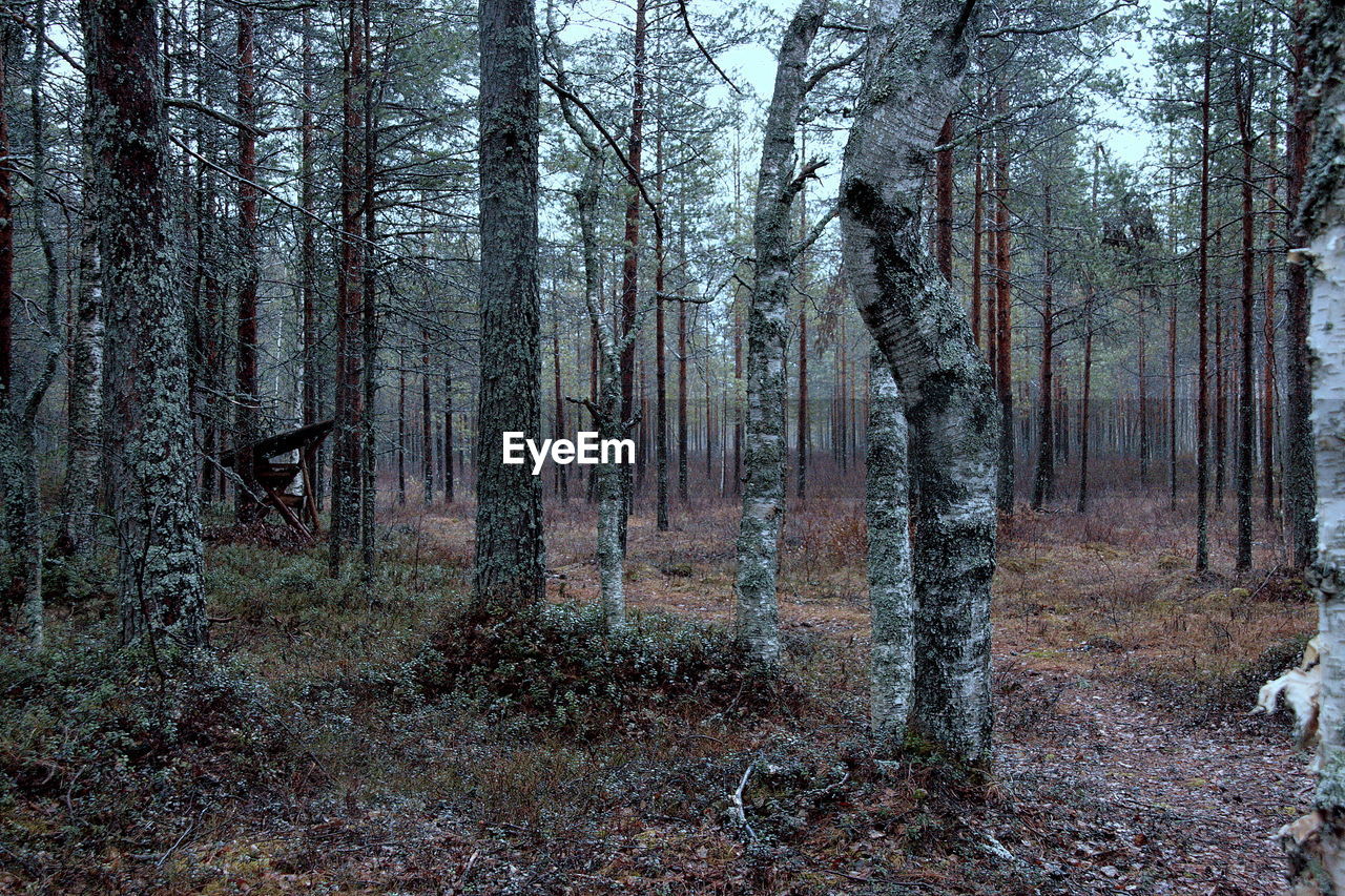 View of trees in the forest