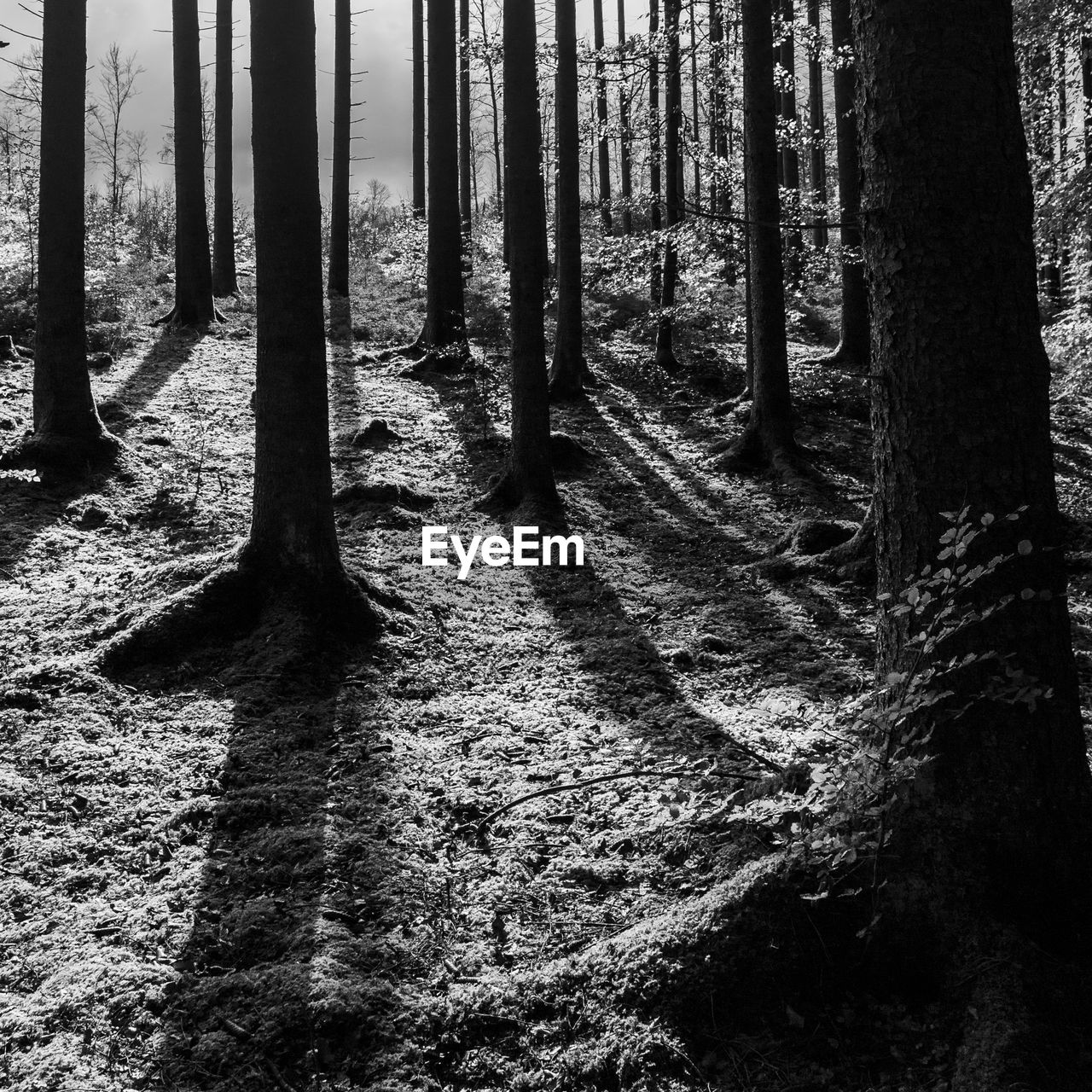 VIEW OF TREES IN FOREST