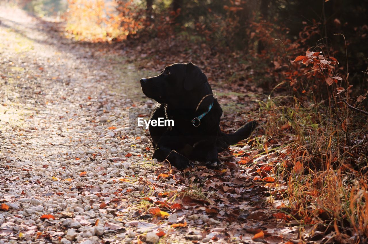 DOG ON DRY LEAVES