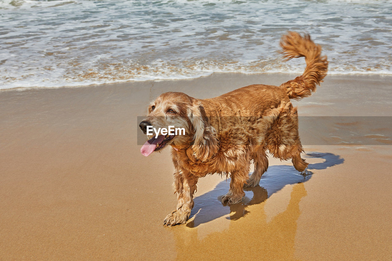 dog, canine, animal, one animal, beach, animal themes, pet, water, mammal, domestic animals, sand, land, sea, motion, wet, nature, running, golden retriever, retriever, no people, wave, brown, day, walking, on the move, sunlight, carnivore, outdoors