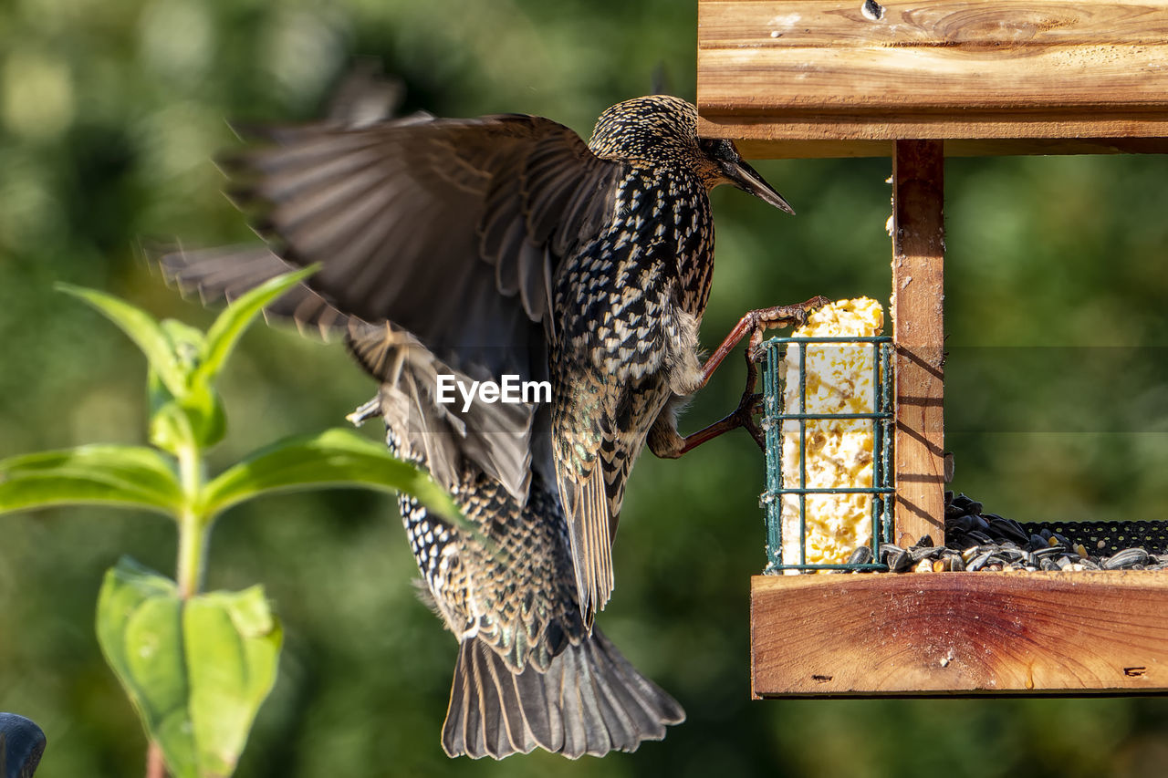 low angle view of bird perching on branch