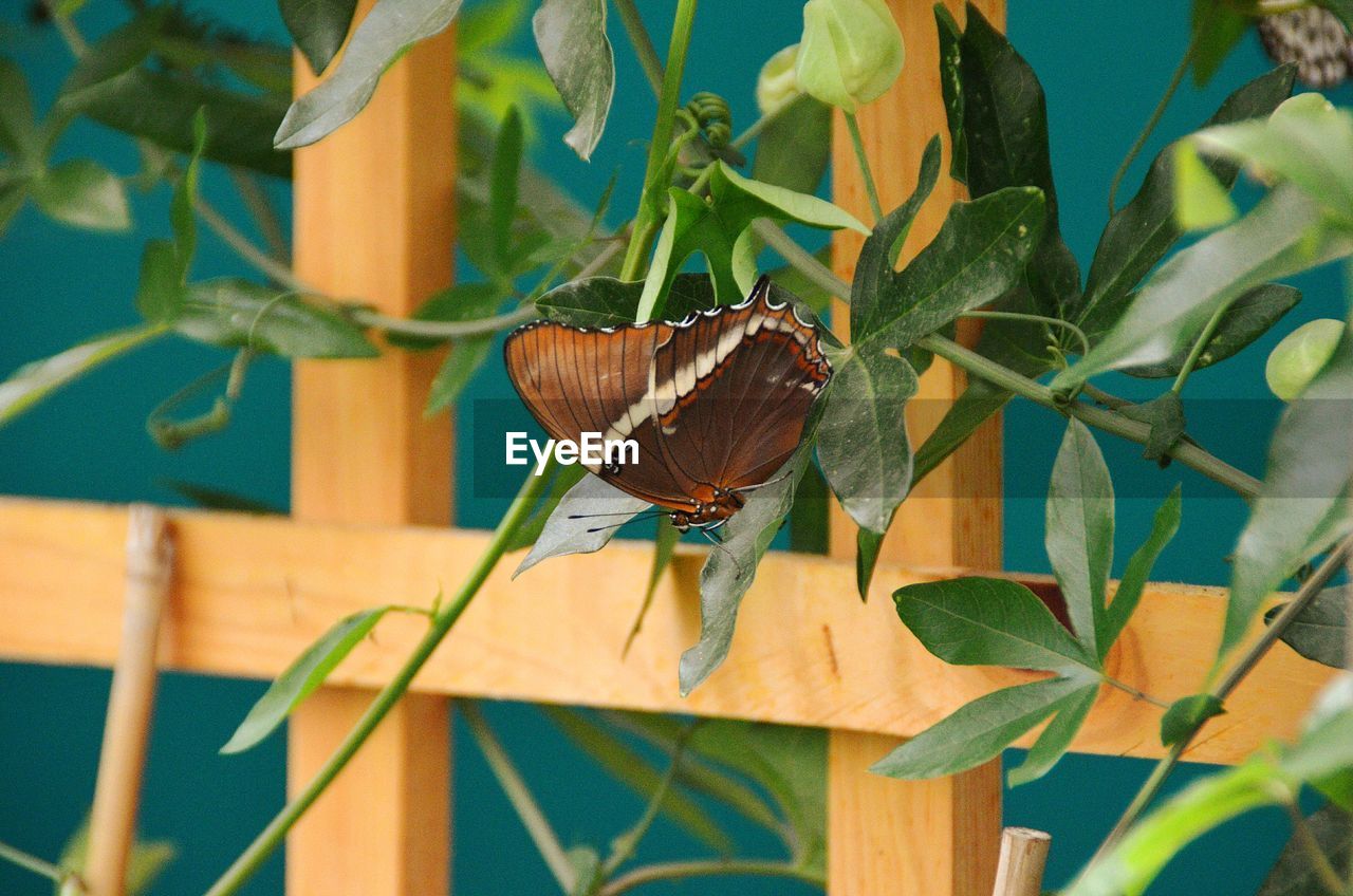 Close-up of butterfly pollinating on flower