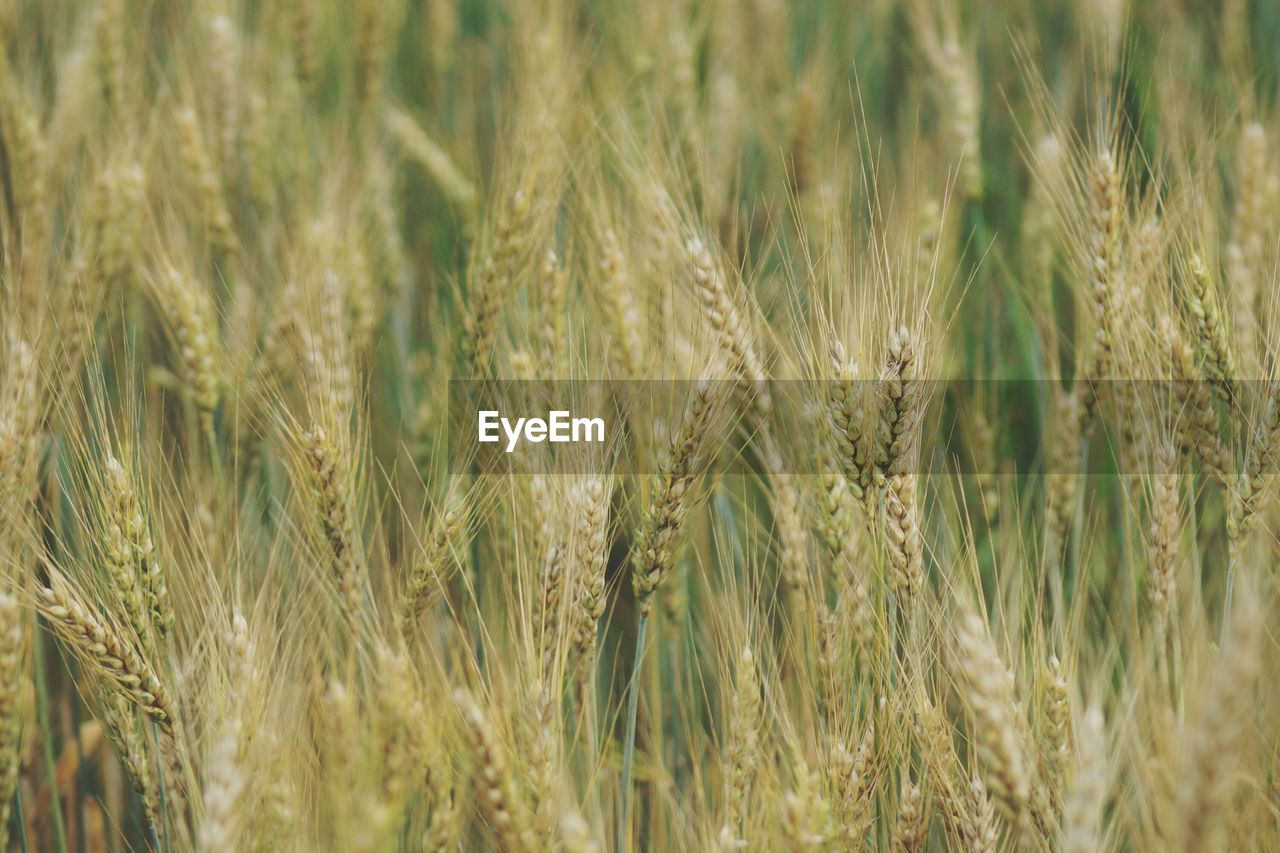 Close-up of stalks growing on agricultural field