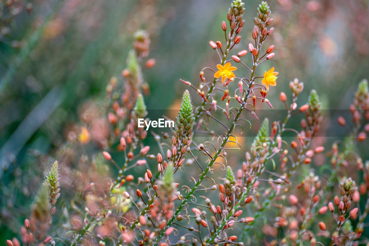 Close-up of flowering plants on field