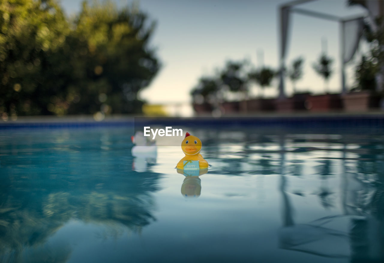 Close-up of toy floating on swimming pool